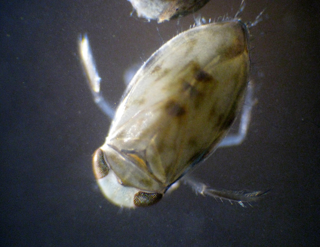 Corixidae Micronecta